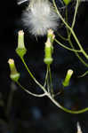 American burnweed